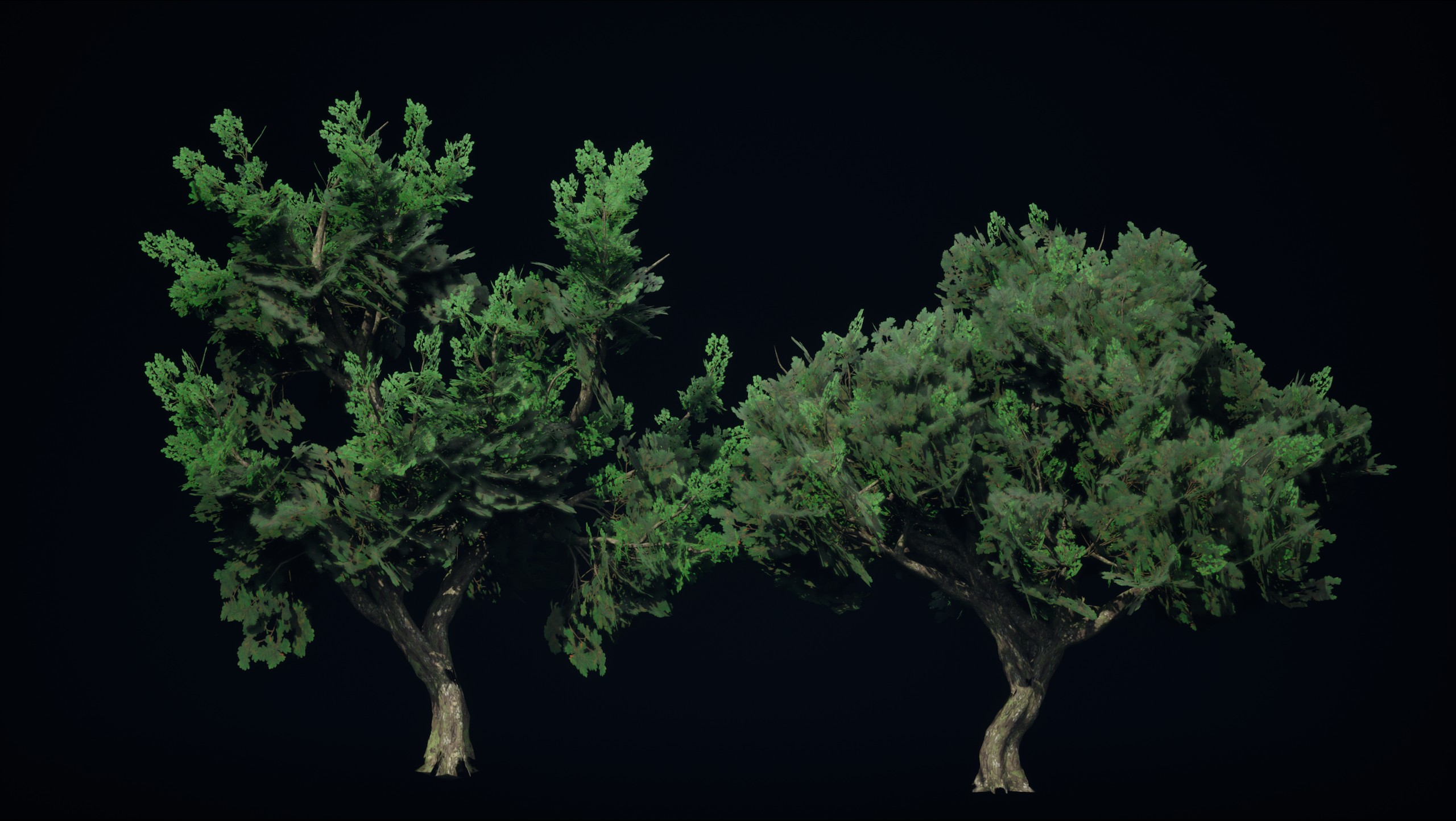 Oak trees assets